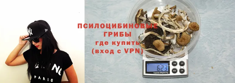 hydra ССЫЛКА  Бабаево  Псилоцибиновые грибы Psilocybe 